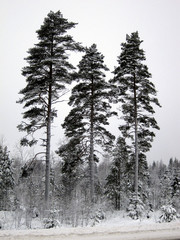 Fototapeta premium Te pine trees