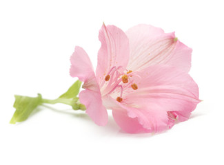 Fototapeta na wymiar pink lily flower isolated on white