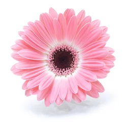 Foto auf Acrylglas Gerbera Gerbera-Blume isoliert