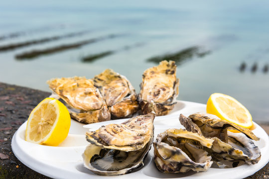 A Dozen Oysters On A Plastic Plate