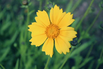 yellow flower on a blurred background