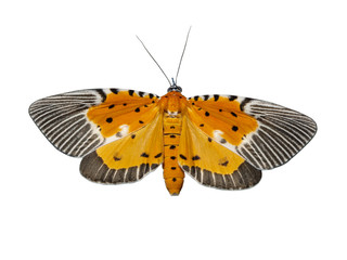 Isolated male of broad-winged tiger moth