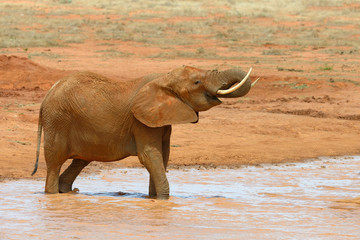 Elephant in lake. National park of Kenya