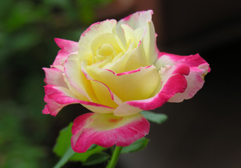 Naklejka premium rosa double delight
