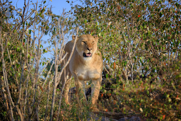 Lion in National park of Kenya, Africa