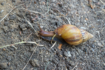 Snail