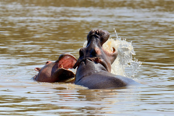 Fototapeta premium Hippo family. Kenya, Africa