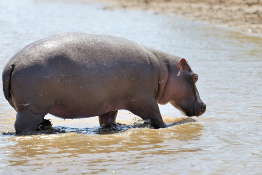 Hippo (Hippopotamus amphibius) in the water