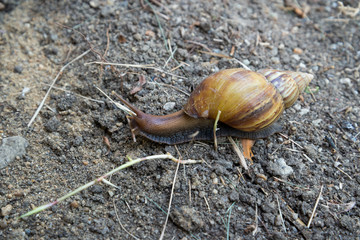 Snail