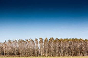Fototapeta premium trunks birch trees
