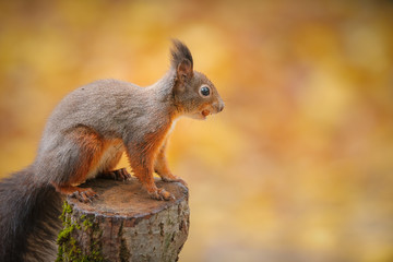 Naklejka na ściany i meble Red squirrel on an orange autumn background