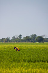 Reisbauer, Philippinen