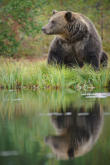Obraz na płótnie Canvas Brown bear relaxes near the waters edge looking left, Finland
