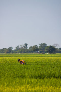 Reisbauer, Philippinen