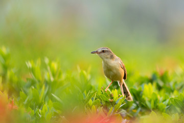 Fototapeta premium Plain Prinia