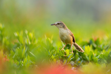 Plain Prinia
