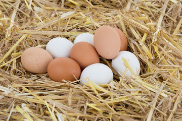 Bird nest with three eggs isolated on white