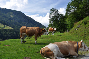 Fototapeta na wymiar Kühe in der Steiermark, Österreich
