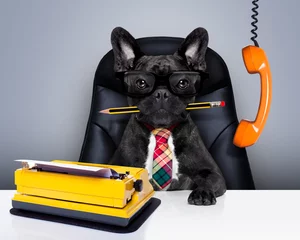 Cercles muraux Chien fou office worker boss dog