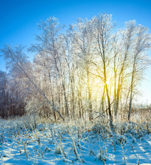Sunrise in Snow Winter Forest
