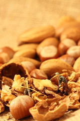 Miniature gardeners nuts.
Miniature gardeners on a selection of cracked nuts.