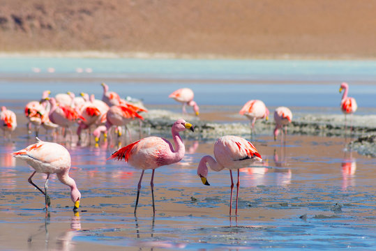 Fototapeta Pink flamingos at "Laguna Hedionda" on the Bolivian Andes