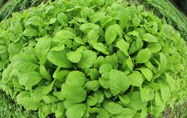 vegetable garden