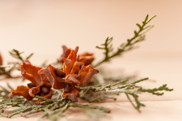 green arborvitae branch with open cones on brown background