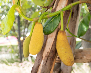 Jack fruit tree