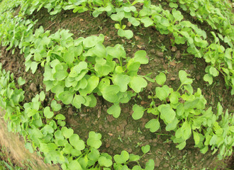 raddish sprouts in growth at garden