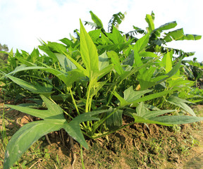 vegetable garden