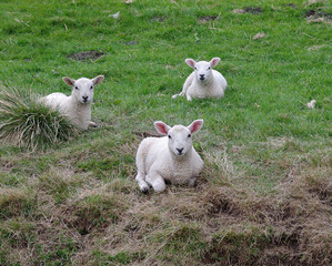 Three lambs lying in the grass