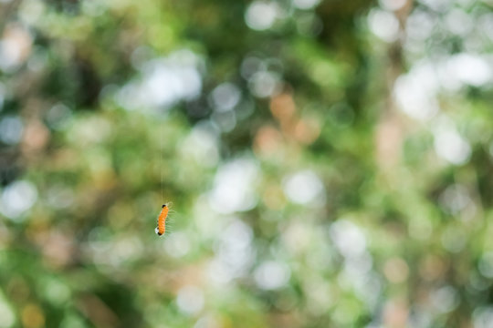 Caterpillar hanging on its silk thread, with bokeh background of trees