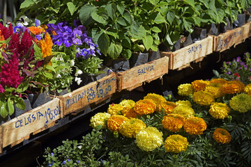 Obraz premium Several exposed plants in flower shop countertops