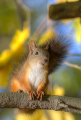 squirrel on a branch autumn tree