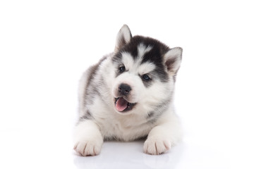 Cute siberian husky puppy lying