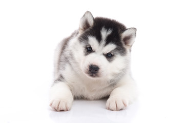 Cute siberian husky puppy lying