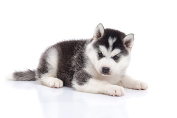 Cute siberian husky puppy lying