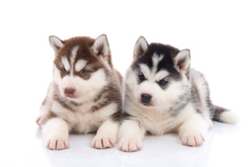 Cute siberian husky puppies lying