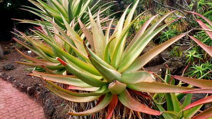 Obraz premium plante exotique