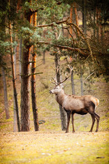 Naklejka na ściany i meble Red deer stag in autumn fall forest