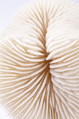 seashell of Fungia  on white background, close up