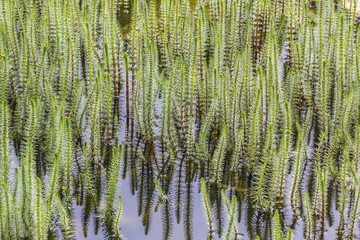 Hippuris vulgaris, Common Mare's Tail on a pond in Germany, Mares tail, Horsetail