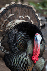 Domestic Tom Turkey, Meleagris gallopavo