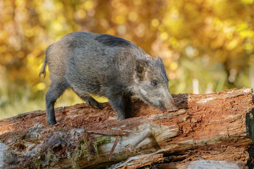 Young boar climbing