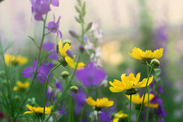 delicate flowers, misty morning in a garden