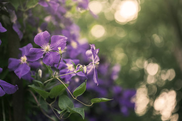 violet clematis flowers