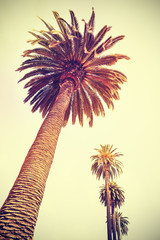 Vintage toned palm trees at sunset, holiday background