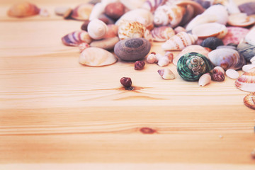 seashells and pebbles on a wooden background