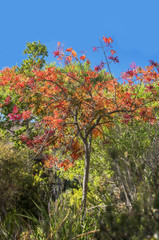 California Fall Colored Tree